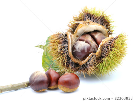 Autumn of harvest-Chestnut fruit Autumn of harvest-Chestnut fruit 82303933