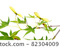 Maple seed 82304009