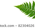 Simple image of fern leaves 82304026