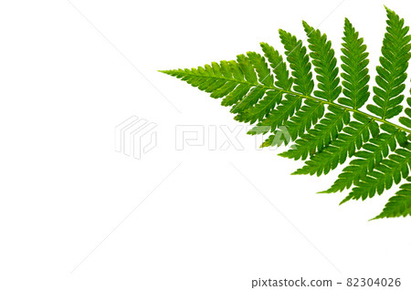 Simple image of fern leaves Simple image of fern leaves 82304026