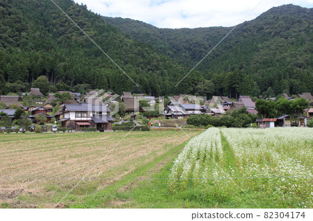 Autumn Miyama Kayabuki no Sato Soba flowers and cluster amaryllis [Kyoto Prefecture] 82304174