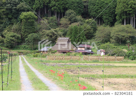 Autumn Miyama Kayabuki no Sato Soba flowers and cluster amaryllis [Kyoto Prefecture] 82304181
