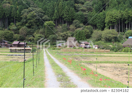 Autumn Miyama Kayabuki no Sato Soba flowers and cluster amaryllis [Kyoto Prefecture] 82304182