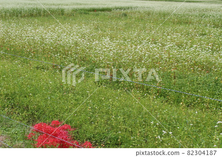 Autumn Miyama Kayabuki no Sato Soba flowers and cluster amaryllis [Kyoto Prefecture] 82304187