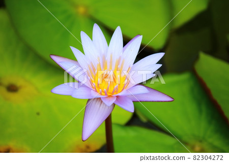 石垣島的熱帶睡蓮 82304272