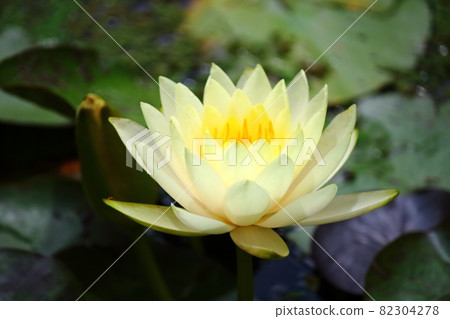 石垣島的熱帶睡蓮 石垣島的熱帶睡蓮 82304278