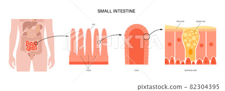Small intestine anatomy 82304395