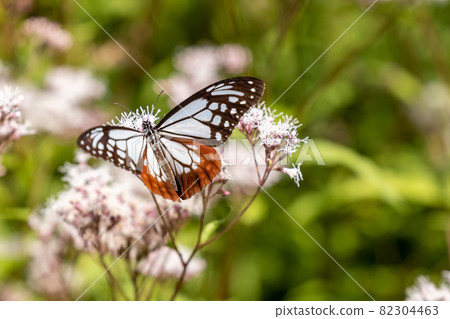 Chestnut tiger dancing in Fujibakama 82304463