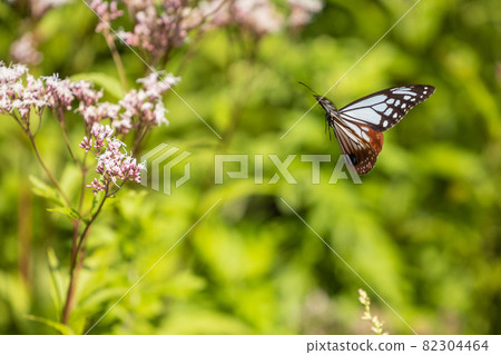 Chestnut tiger dancing in Fujibakama 82304464
