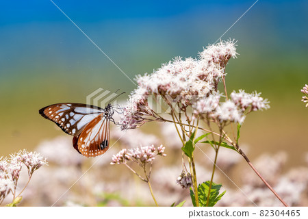 Chestnut tiger dancing in Fujibakama 82304465