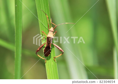 Helicopter bug Helicopter bug 82304654