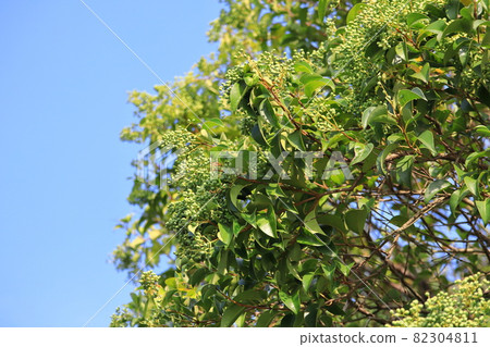 Ligustrum fruit before coloring 82304811