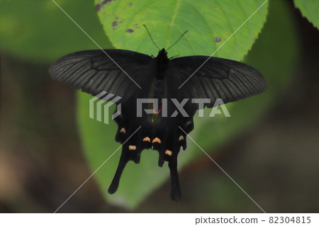 Spangle perching on hydrangea leaves in autumn park Spangle perching on hydrangea leaves in autumn park 82304815