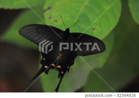 Spangle perching on hydrangea leaves in autumn park Spangle perching on hydrangea leaves in autumn park 82304816