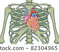 Position of the heart 82304965