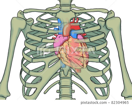 Position of the heart 82304965