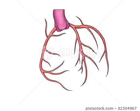Blood vessel of the heart 82304967