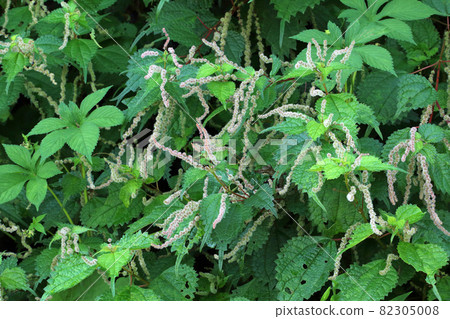 Akaso flower ears and leaves that grow in clusters, Tadami Town, Fukushima Prefecture 82305008