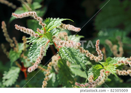 Akaso flower ears and leaves, Tadami Town, Fukushima Prefecture 82305009