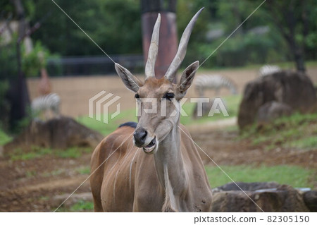 Zoorasia Eland 82305150