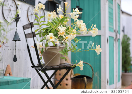 Dachshund playing in the garden 82305764