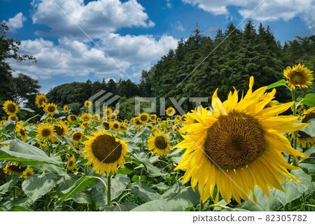 Tanito sunflower Tanito sunflower 82305782
