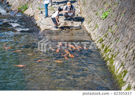 Carp and trout are released into Hida Takayama Miyagawa Carp and trout are released into Hida Takayama Miyagawa 82305837
