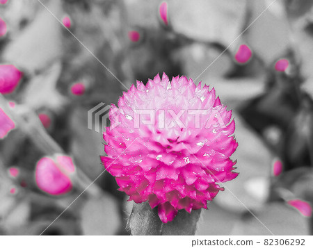 Brilliant thunberg Brilliant thunberg 82306292