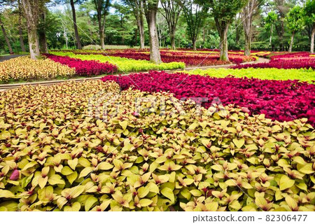 別緻的錦紫蘇 82306477