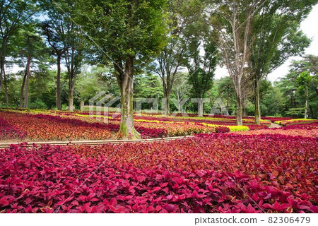 安靜的錦紫蘇森林 82306479