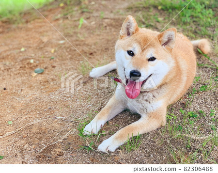 Pet dog playing in the park Pet dog playing in the park 82306488
