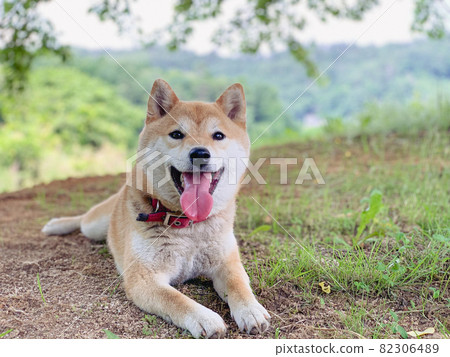 Pet dog playing in the park Pet dog playing in the park 82306489