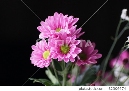 Spray Chrysanthemum Spray Mum - Stock Photo [82306674] - PIXTA