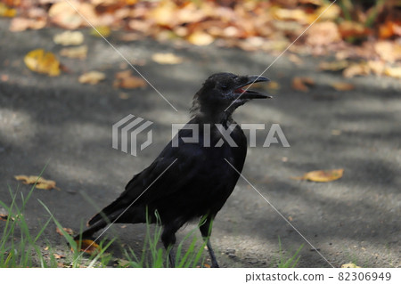 一隻烏鴉在秋天的公園裡築巢 82306949