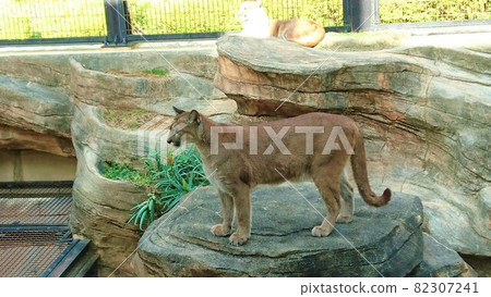 Puma on the rock Puma on the rock 82307241
