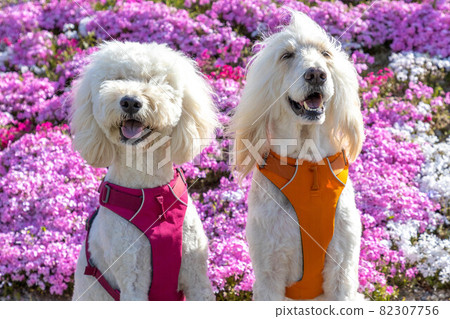 Moss phlox and goldendoodle dog 82307756