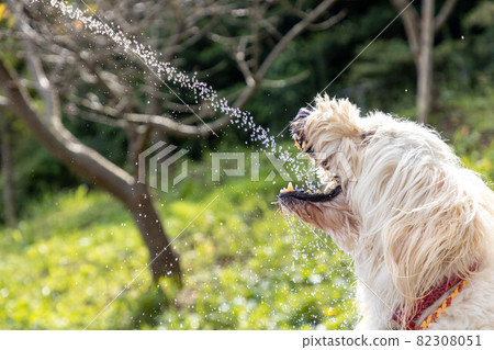 Goldendoodle dog playing in the water Goldendoodle dog playing in the water 82308051