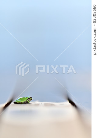 Tree frog fantastic after the rain 2 Tree frog fantastic after the rain 2 82308660