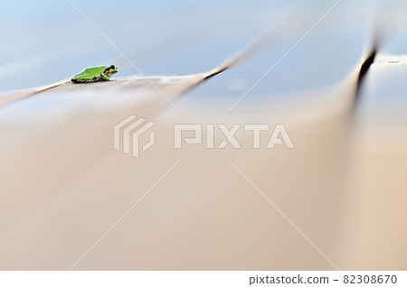 Tree frog fantastic after the rain 5 Tree frog fantastic after the rain 5 82308670