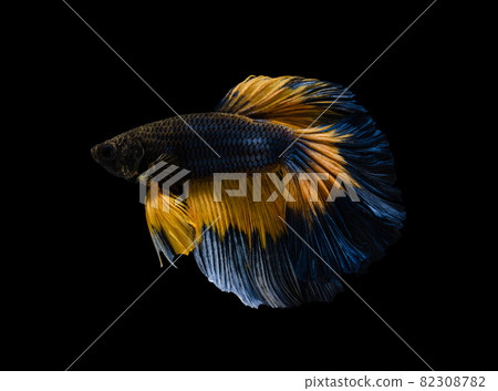 Multicolor half moon Betta splendens fish (Siamese fighting fish) on black background. 82308782