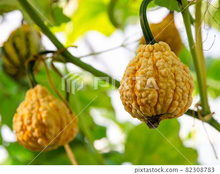 Yellow pumpkin (warty pear gourd) growing in greenhouse garden. 82308783
