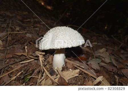 Shiroyanitake Shiroyanitake 82308829