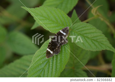 Whitefish Whitefish 82308882