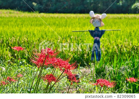 Higankishaka and Scarecrow 82309065