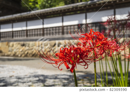 Red spider lilies blooming against a wall / Akiruno City, Tokyo / Daihiganji Temple, September Red spider lilies blooming against a wall / Akiruno City, Tokyo / Daihiganji Temple, September 82309390