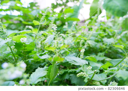 Perilla flower, vegetable flower Perilla flower, vegetable flower 82309846