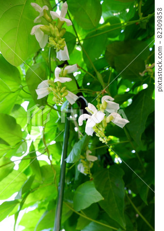 劍豆花 菜花 82309858