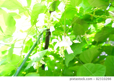 劍豆花菜花 82310266