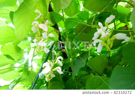 螳螂棲息在劍豆上 82310272