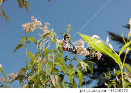 Asagi曼陀羅蝴蝶 82310973